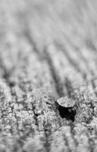 Close-up of lizard on wood