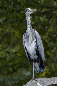 Gray heron on rock in zoo