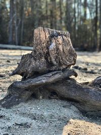 Close-up of tree trunk in forest