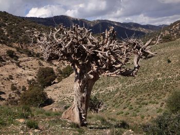 Dead tree on field against mountain range