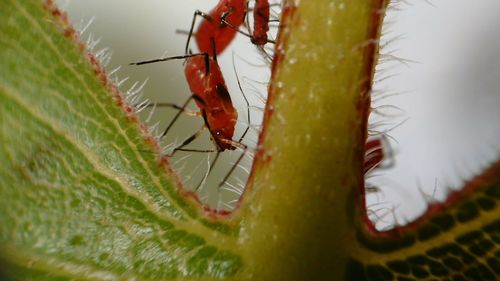 Close-up of insect on spider web