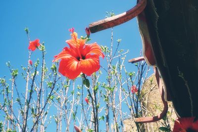 Low angle view of red flowers against sky