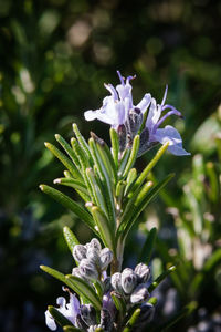Close-up of white flowering plant