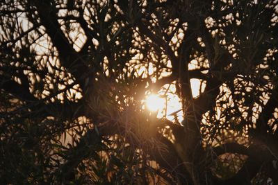 Close-up of plants against sunset