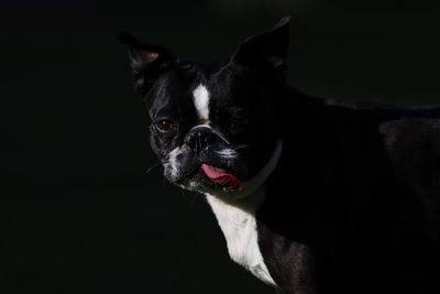 Close-up portrait of dog sticking out tongue in darkroom