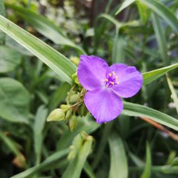 Close-up of purple flowering plant