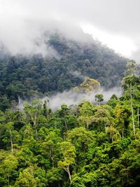 Scenic view of forest