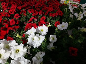 Close-up of white flowering plants