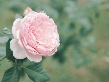 Close-up of pink rose