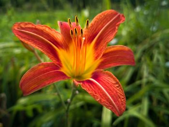 Close-up of orange day lily