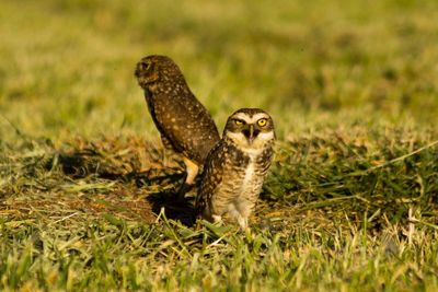 Animal grazing on grassy field