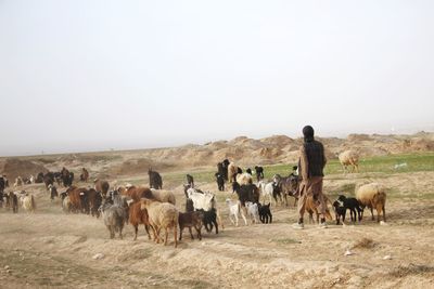 Afghan man shepherding 