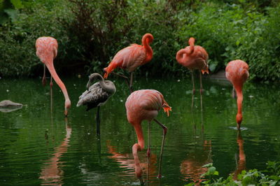 Flock of flamingos in a lake