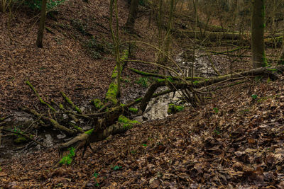 Trees growing in forest