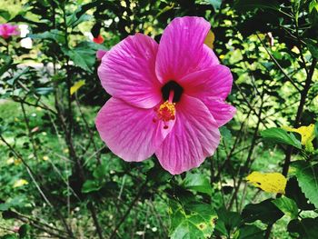 Close-up of honey bee on flower blooming outdoors