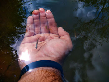 High angle view of hand holding fish in water