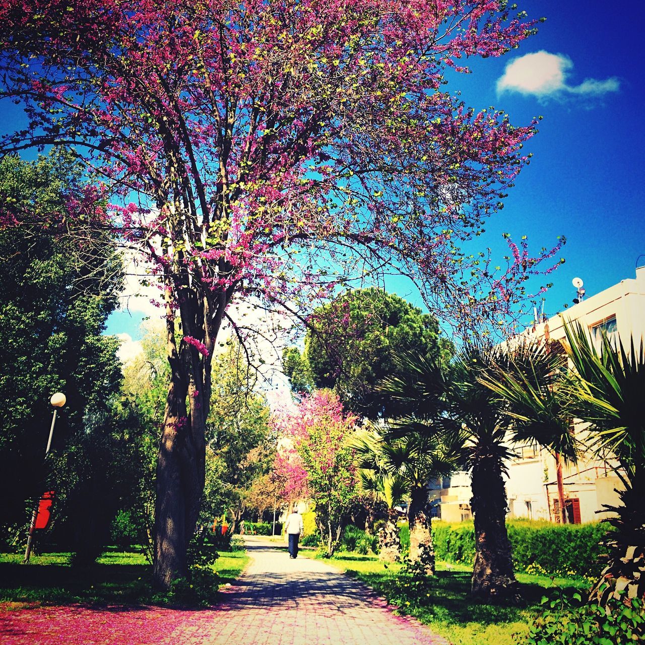 tree, growth, branch, sky, nature, the way forward, footpath, park - man made space, beauty in nature, sunlight, treelined, flower, incidental people, tranquility, outdoors, tranquil scene, day, road, street, scenics