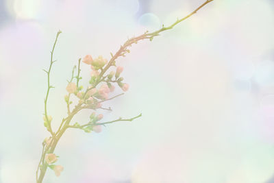 Close-up of japanese quince  blossom plant with pastel bokeh und background.