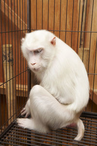 White cat sitting in cage