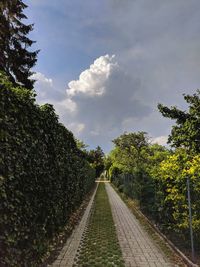 Empty road amidst trees against sky