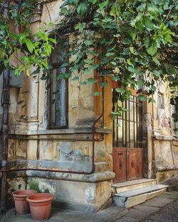 Potted plants against building