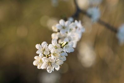 Close-up of white cherry blossoms in spring