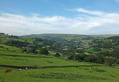 Scenic view of grassy field against sky