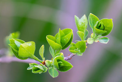 Close-up of green leaves