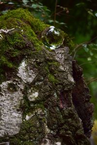 Close-up of moss on tree trunk