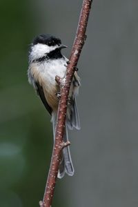 Low angle view of bird perching on branch