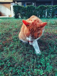 Cat in a field
