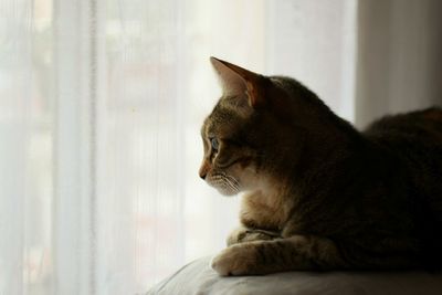 Cat looking away at home