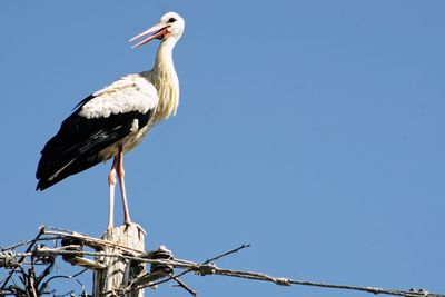 Low angle view of bird perching on pole against sky