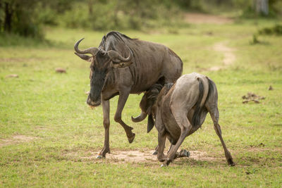 Blue wildebeest calf suckles from unwilling mother