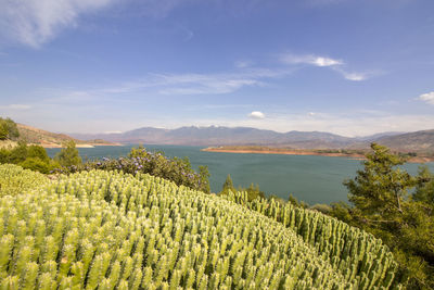 Scenic view of vineyard against sky