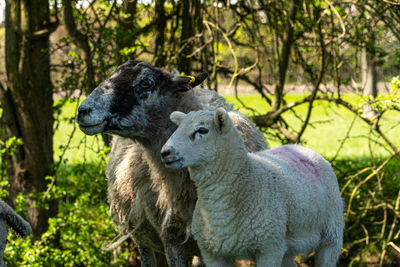 Four week old lambs and sheep low angle view portrait in green grass field