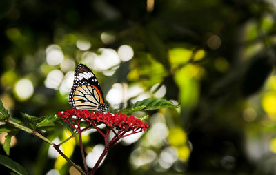 Butterfly on leaf