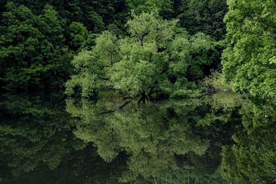 Full frame shot of trees