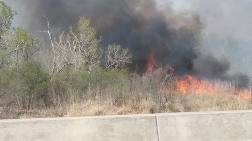 Panoramic shot of fire on plants against trees