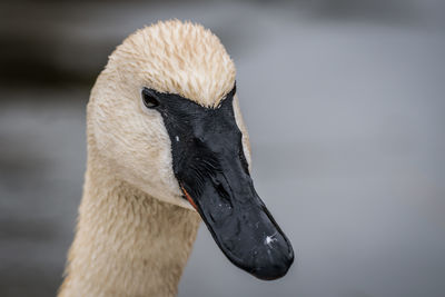 Close-up of swan