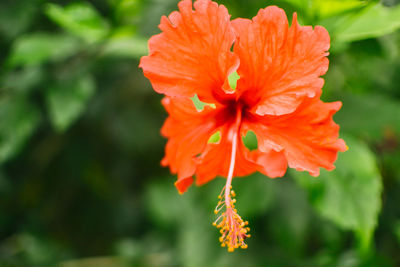 Close-up of orange hibiscus blooming outdoors