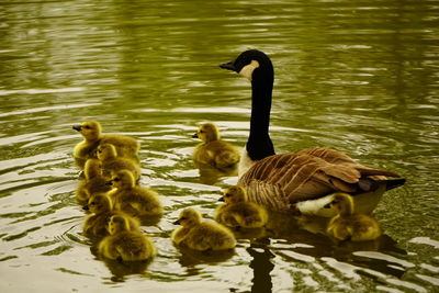 Ducks in a lake