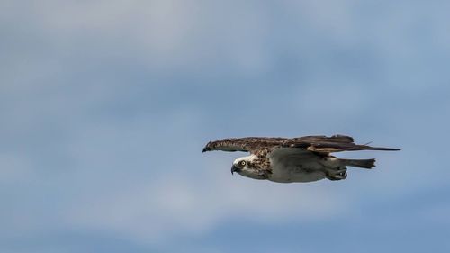 Close-up of eagle flying against sky