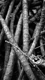 Close-up of rope on tree trunk