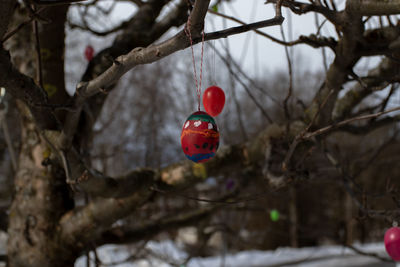 Close-up of red berries hanging on tree branch