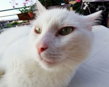 Close-up portrait of white cat