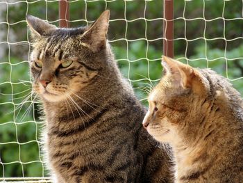 Close-up of cat