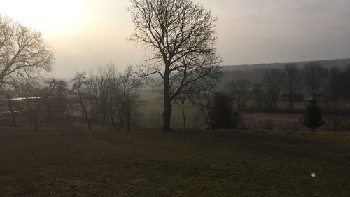 Bare trees on field against sky during sunset