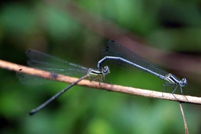 Close-up of dragonfly