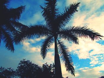 palm tree